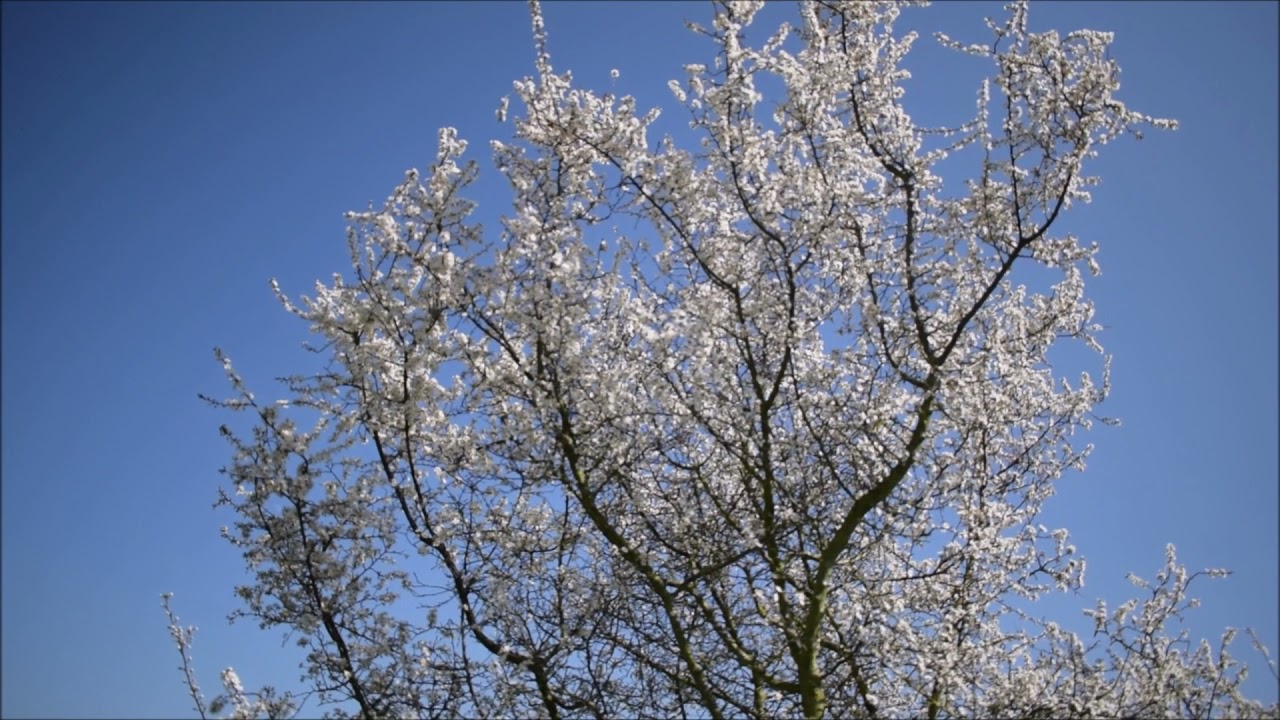 le prunellier (mellif&egrave;re) et les abeilles