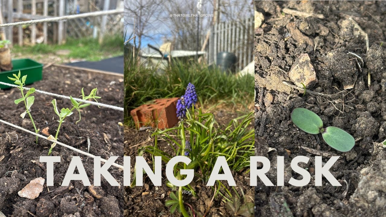 ALLOTMENT VLOG | Taking a risk & changing my style of growing