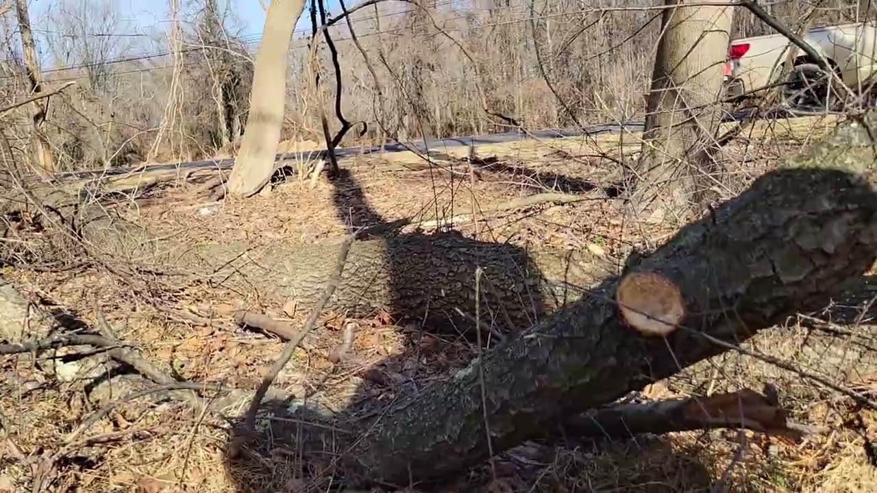 cutting  high dollar cherry firewood with ms400c