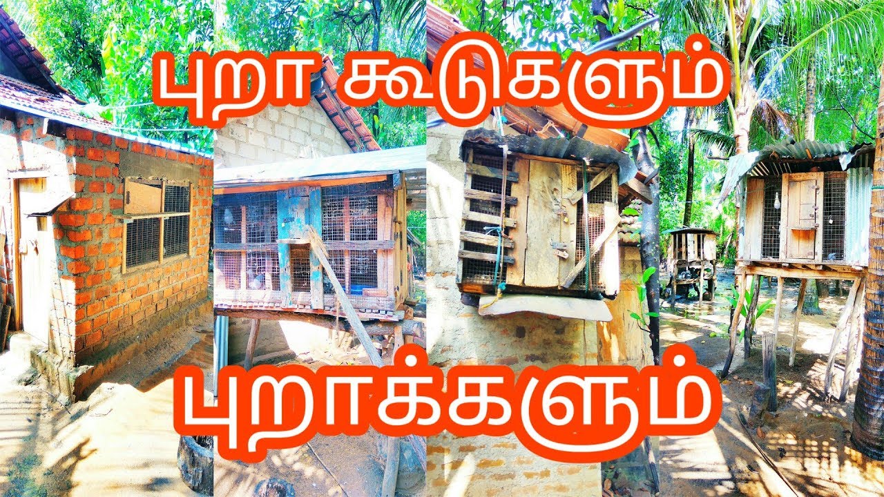 புறா கூடுகளும் புறாக்களும் Pigeon cages and all pigeons