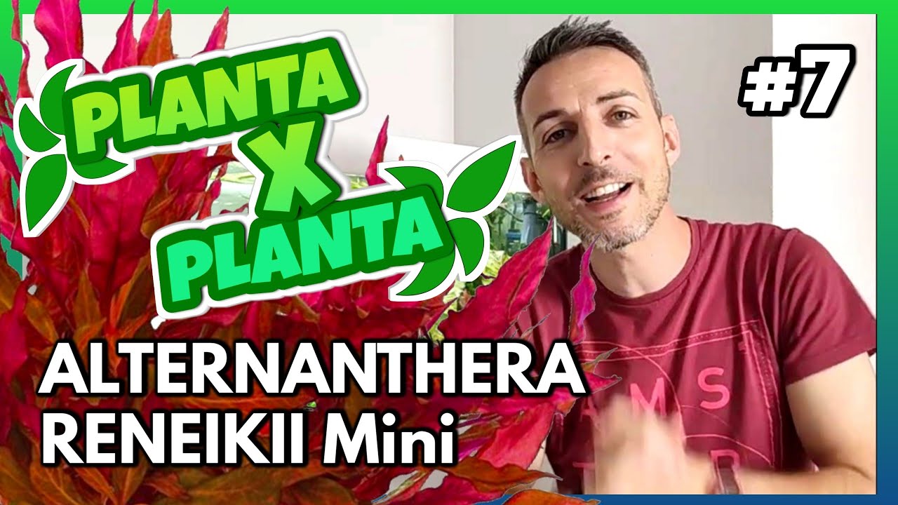 🟢 #7 🌿 // ALTERNANTHERA ReinecKii mini // PLANTA X PLANTA -=l[ MiTu HD ]l=-