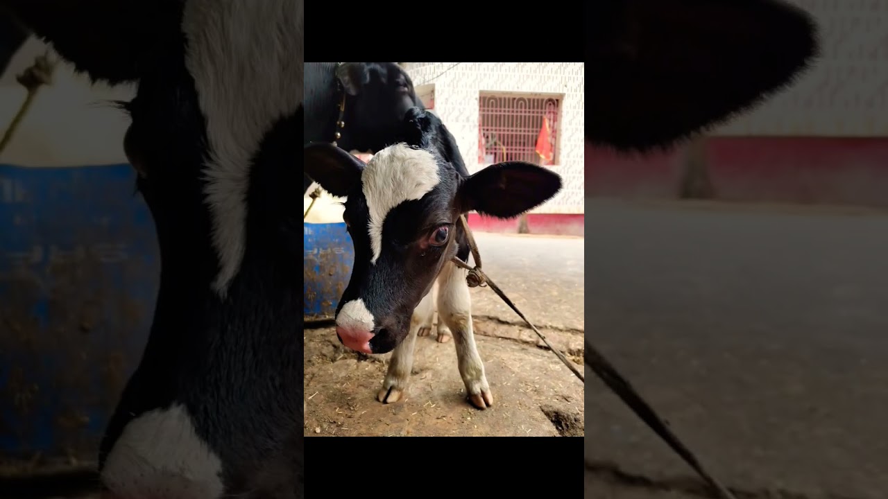 abs brute bull calf #shortvideo #cowvideos #cowfarm #dairyfarm #viralvideo #cowlover #businessideas