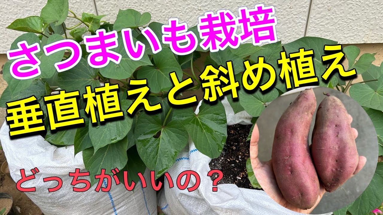 さつまいもの袋栽培　垂直植えと斜め植え　どっちがいいのか定植から収穫までを記録してみた