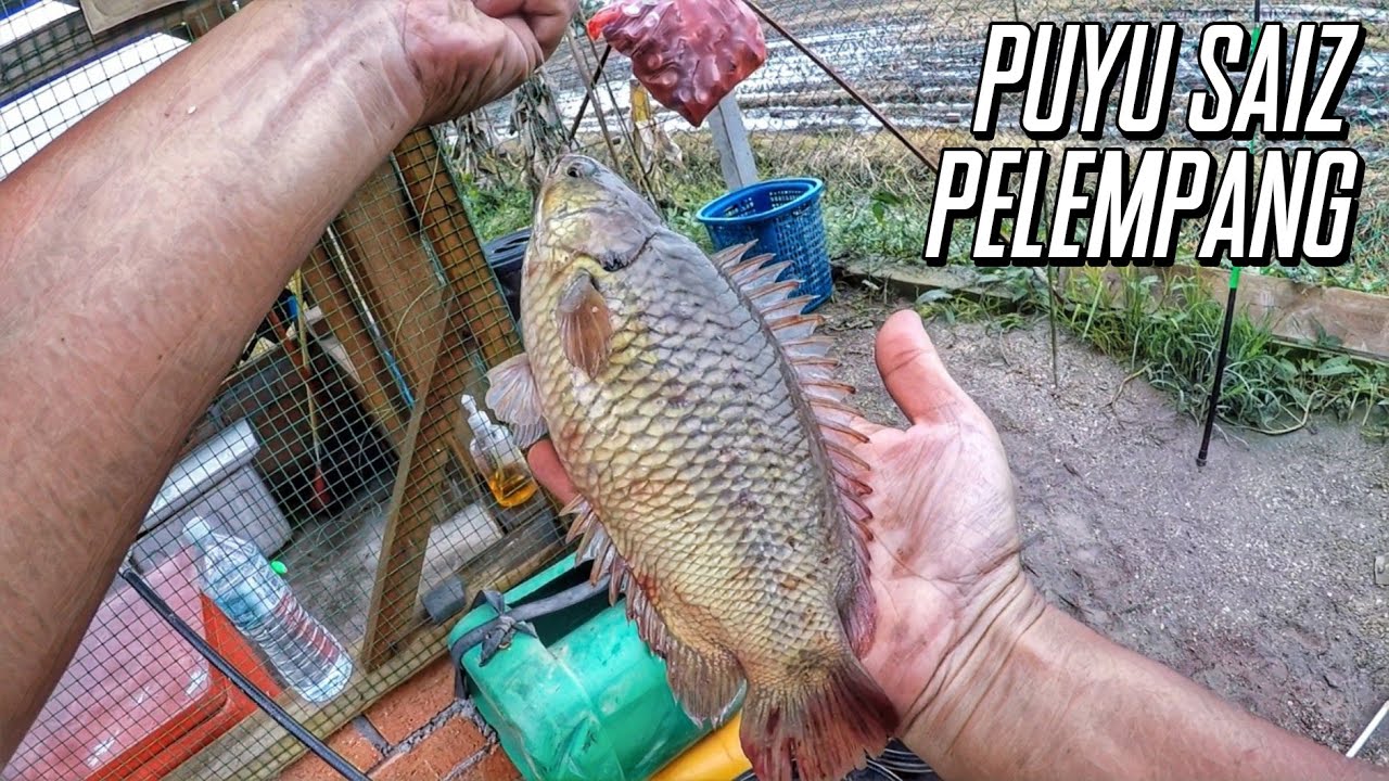 | Menjejak Haruan Dan Puyu Sawah | Ep. 106 | Casting Ikan Gabus @ Haruan |