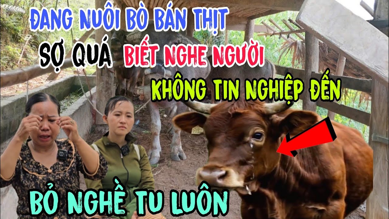 Đang Nuôi Bò Bán Thịt 👉Sợ Quá Biết Nghe Người Không Tin Nghiệp Đến Bỏ Nghề Tu Luôn | Châu Phú Hảo Hò