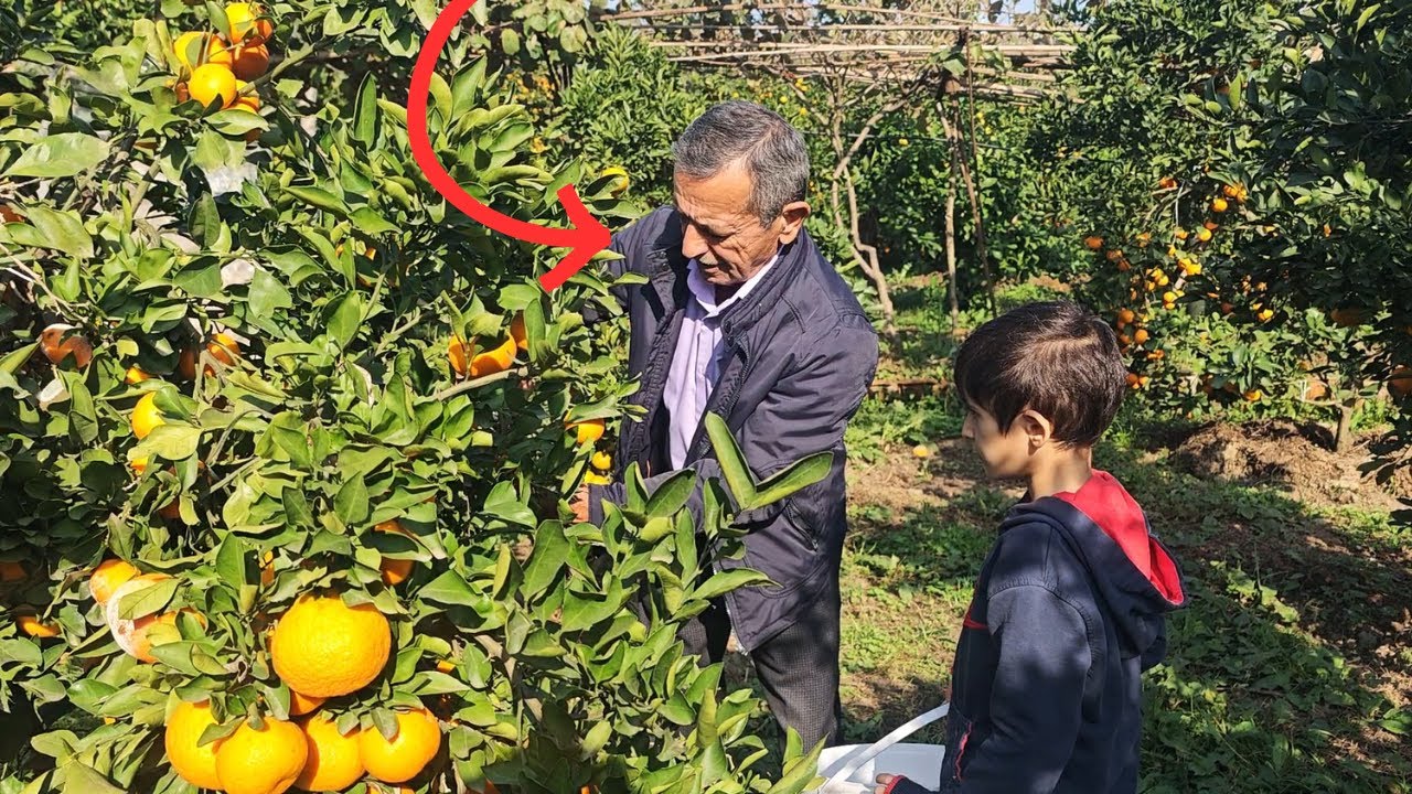 Mandarinenparadies im Süden – Erntezeit im duftenden Obstgarten