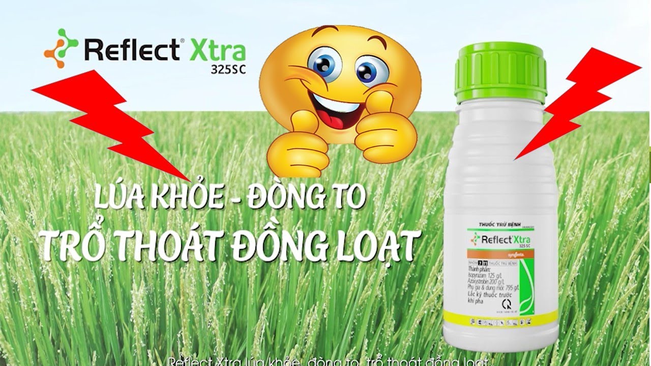 Kinh nghiệm sử dụng Reflect Xtra 325SC giai đoạn l&uacute;a nu&ocirc;i đ&ograve;ng | Syngenta | thuốc trừ bệnh | THVL1 |