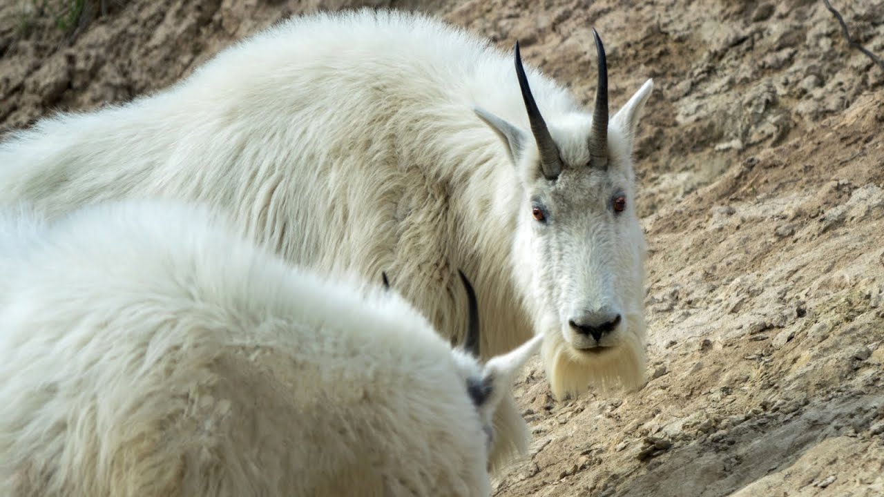 Mountain Goats Being Aggressive