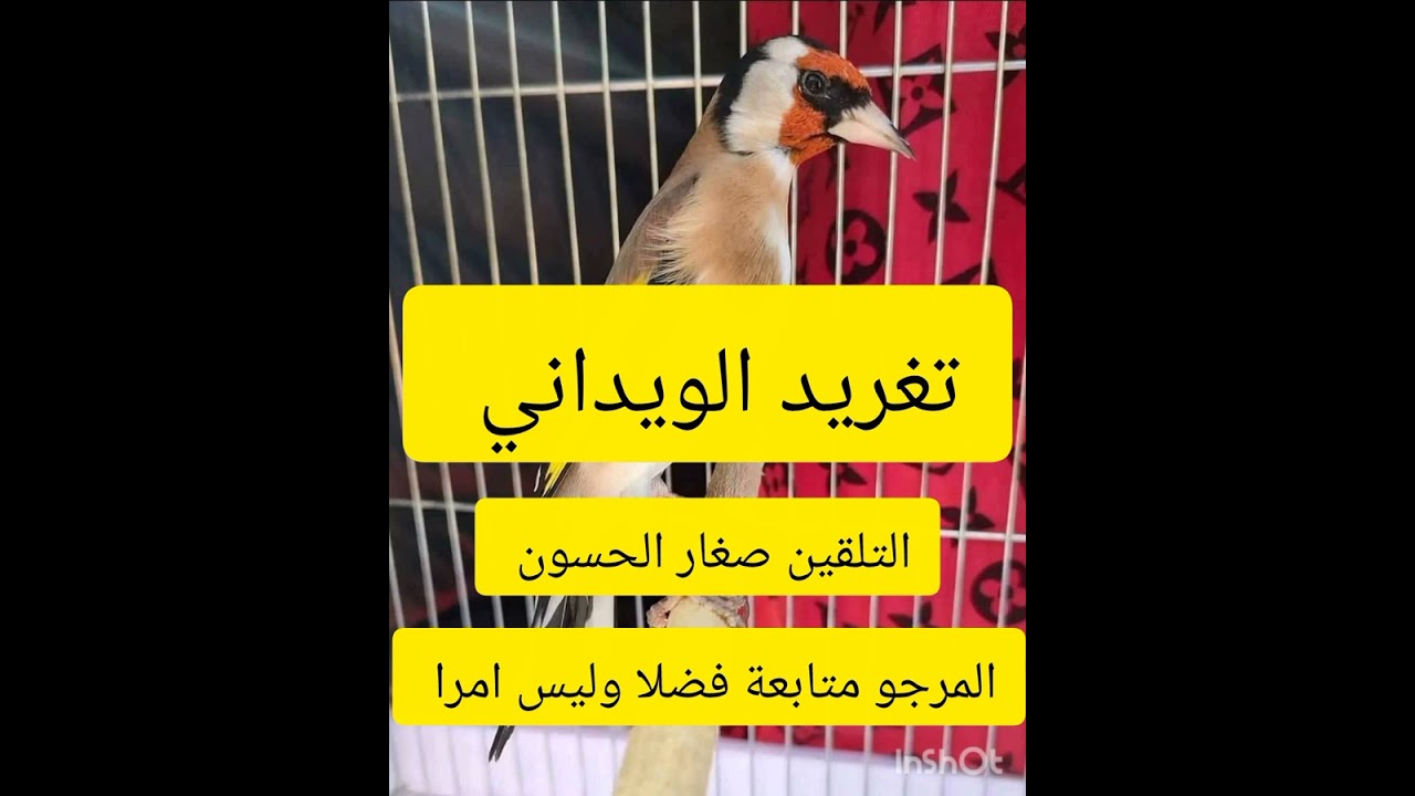 التغربد الويداني التلقين صغار الحسون 