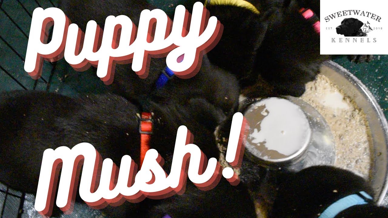 Time for Puppy Mush!