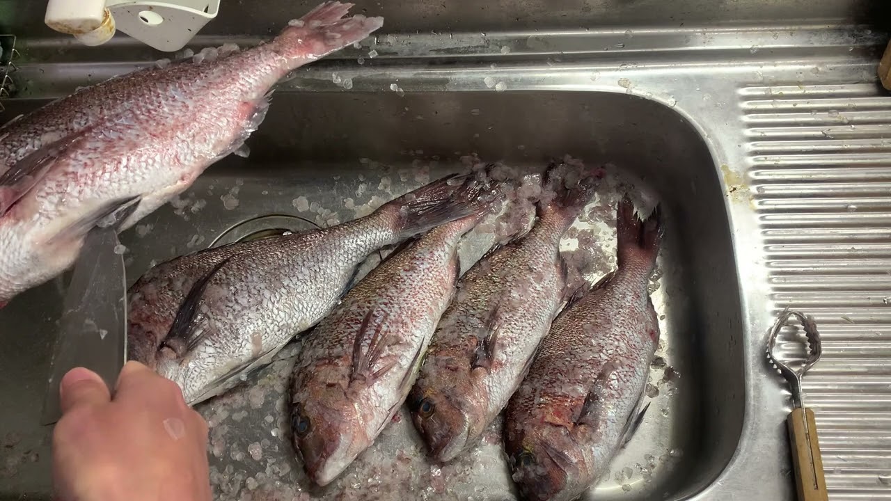 マダイの下処理