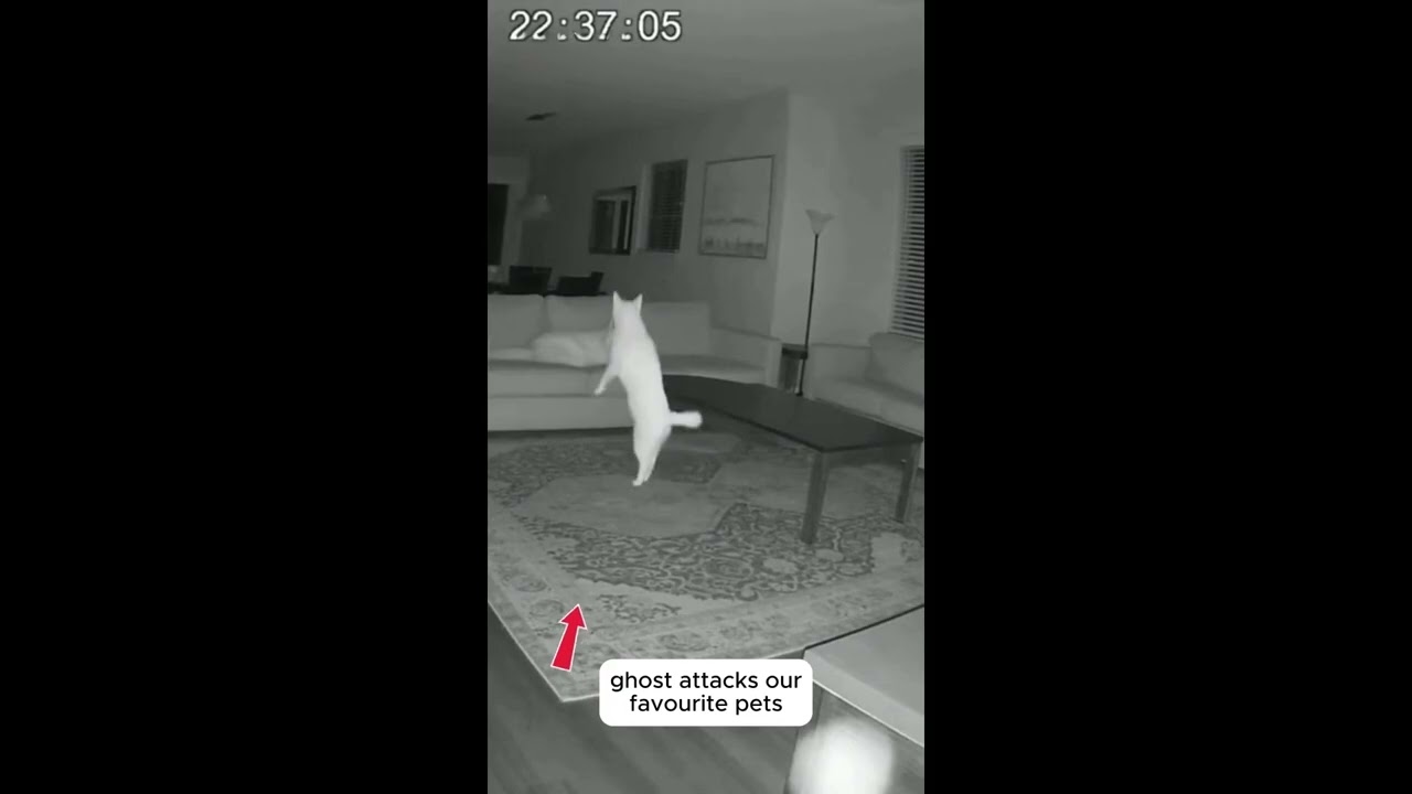 Pets react to ghost attack