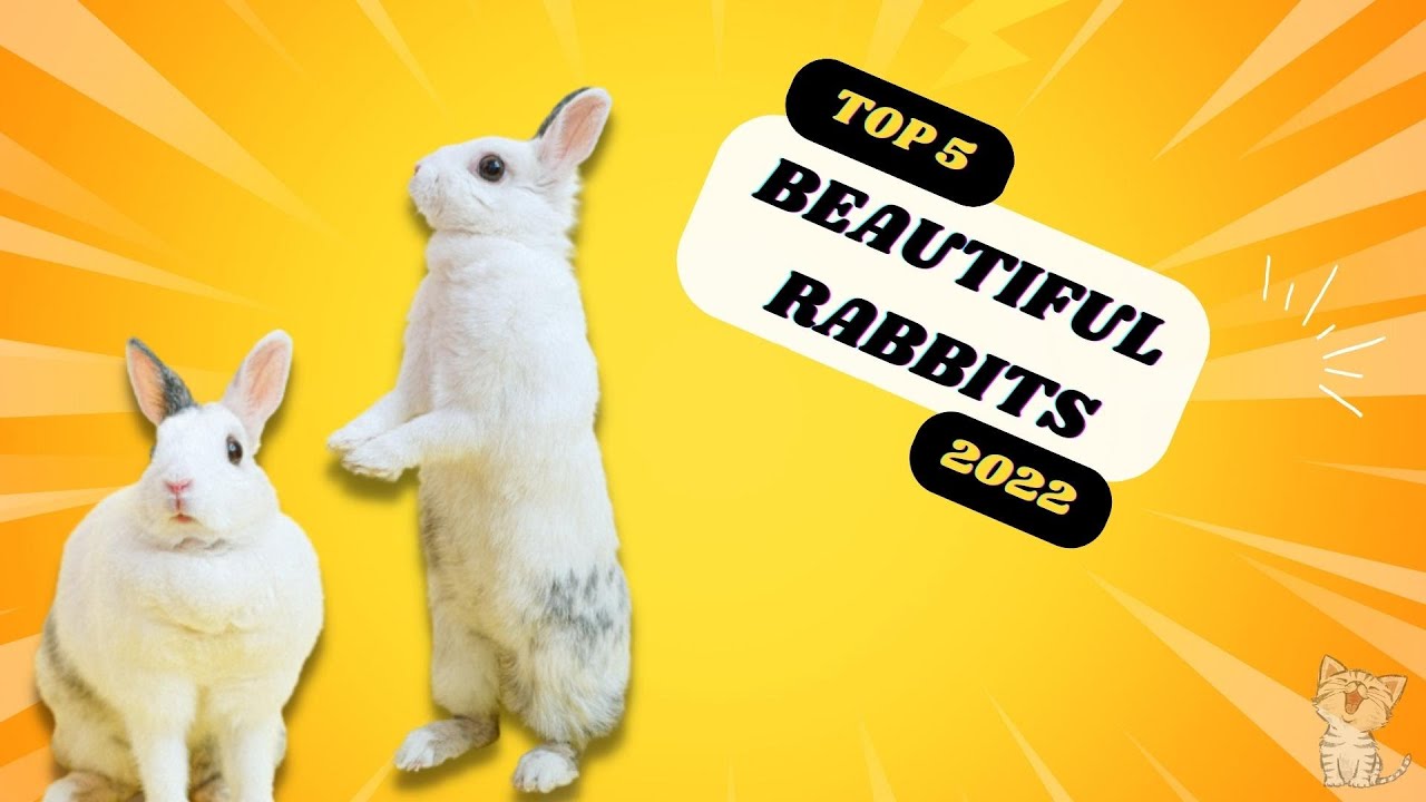 What are the Most Beautiful Rabbit Breeds
