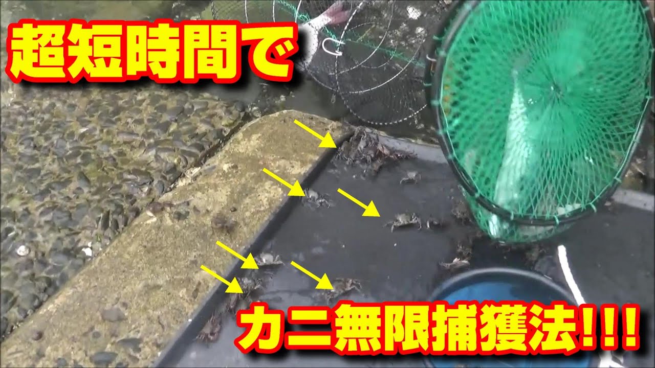 カニを数十分で100匹以上取る方法!!!【エサ代超節約術】