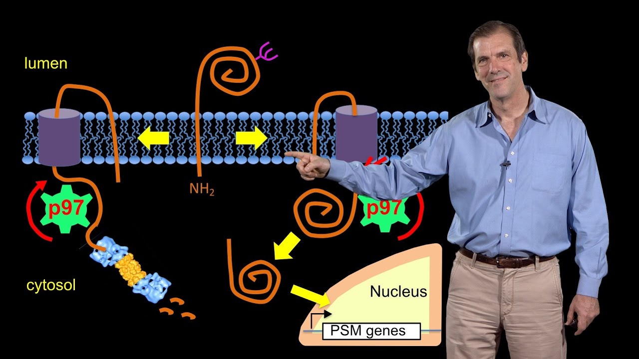 Deshaies (Amgen) 3: Targeting the ubiquitin-proteasome system in cancer