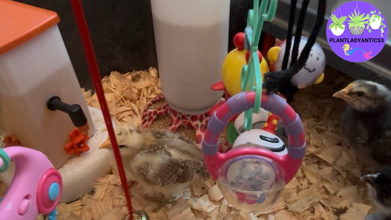 Chicks Playing With Toys 🐥🧸 