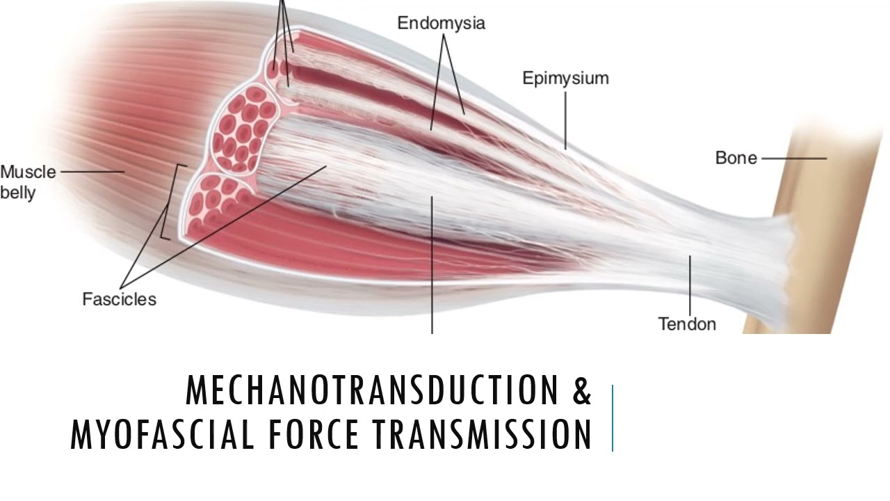 Mechanotransduction & Myofascial Force Transmission - The Future of Rehab & Human Performance