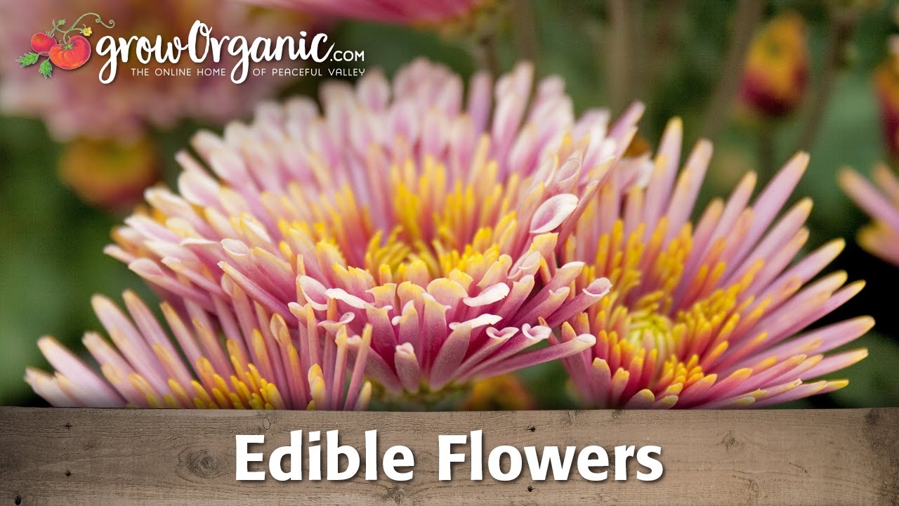 Edible Flowers