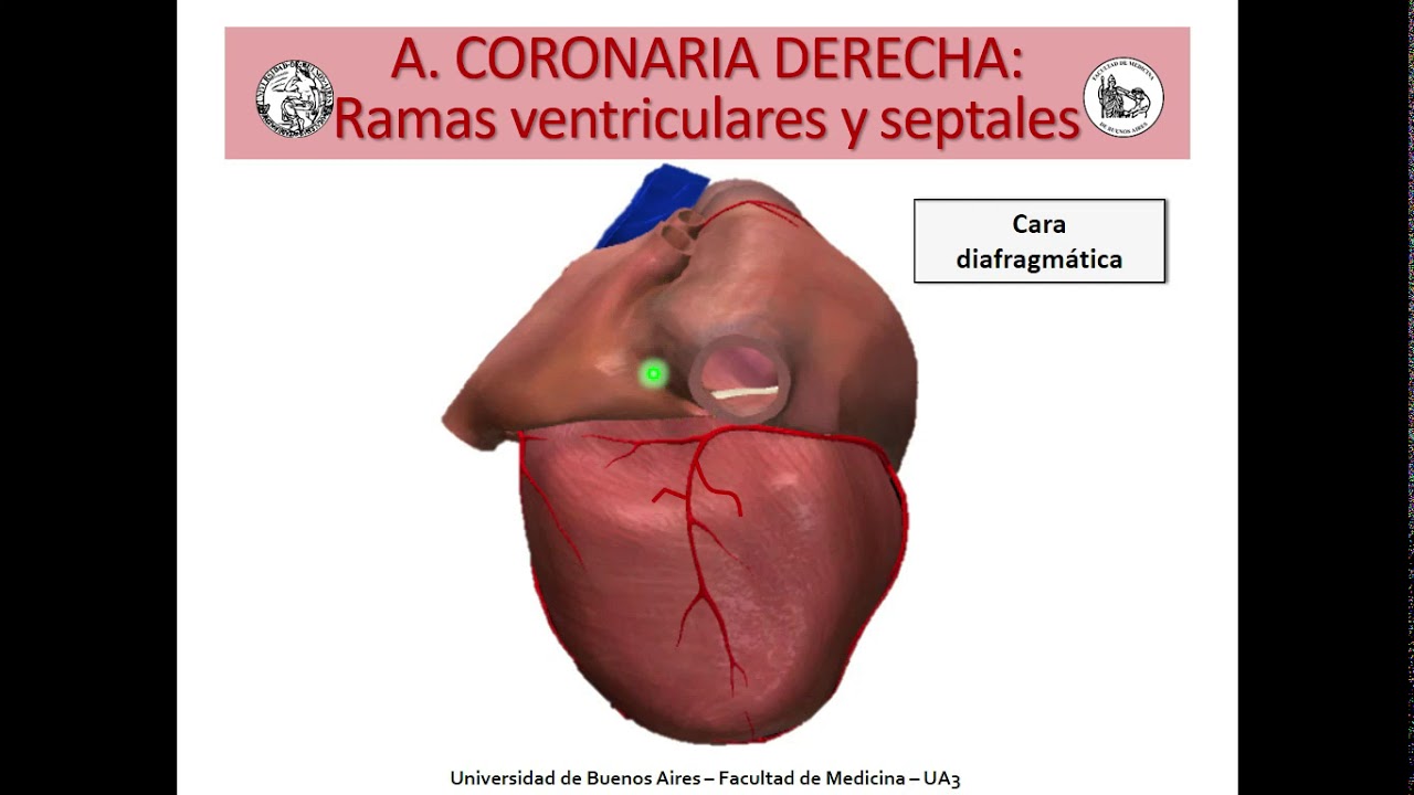 Corazón: irrigación.