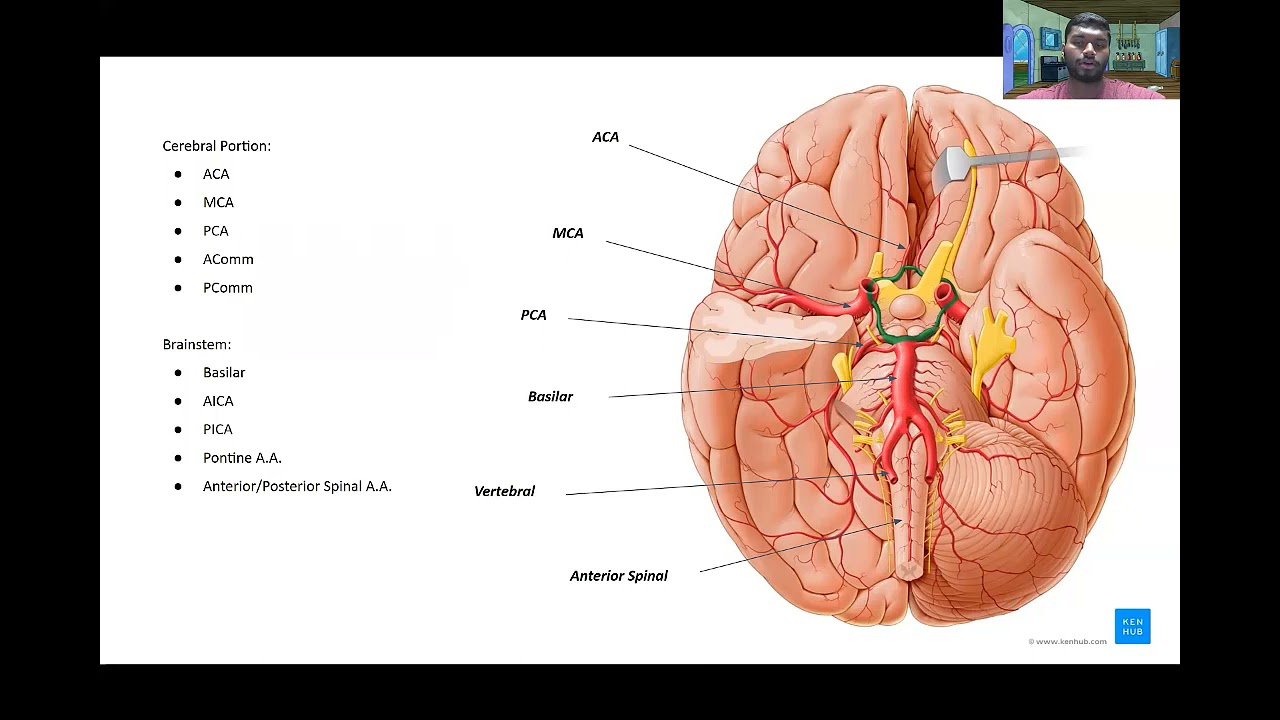 Vasculature of the Brain + Stroke Symptoms