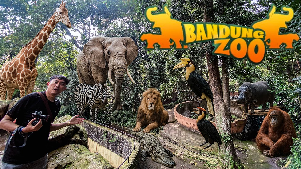 PENAMPAKAN KEBUN BINATANG BANDUNG ZOO 2025 TERBARU