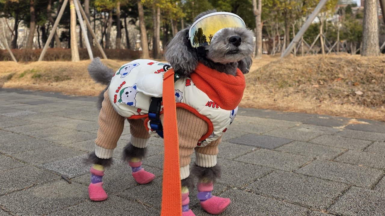 26년 1월 매일 산책 ASMR 469일차 [POV: Dog walk in Busan 🐾 | ASMR — Day 469 (Korea, Jan ’26)]