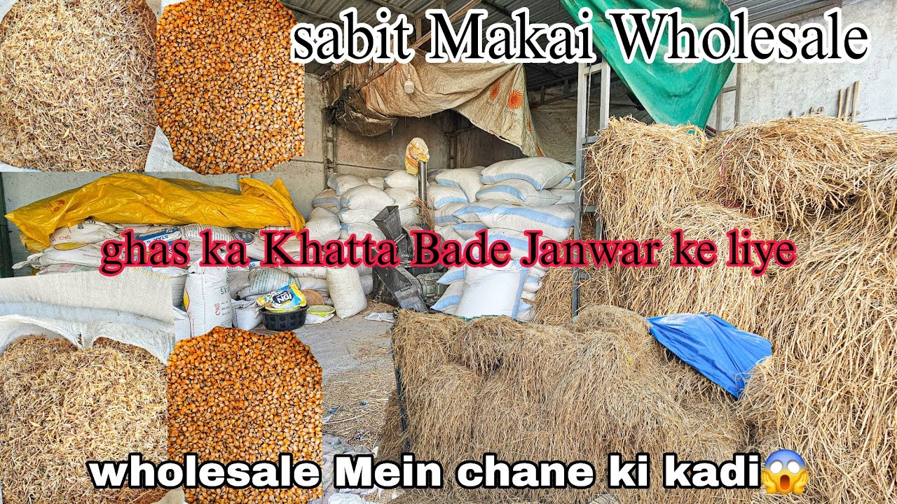 Chane ki kadi & Sabit Makai wholesale price | dhan ke ghas ka khatta
