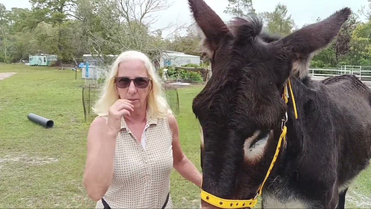 Part 1  Beginning ground driving your donkey/mule/horse using positive reinforcement