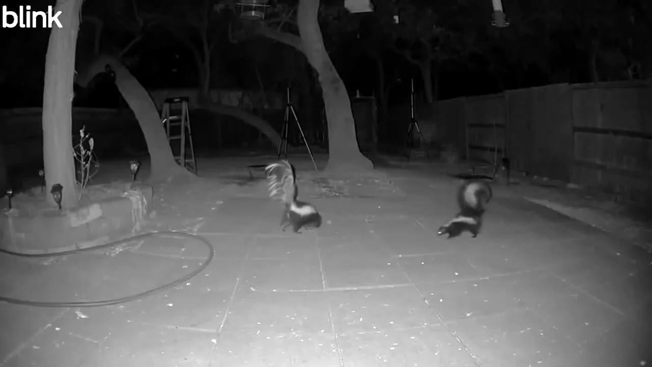 A two skunk night