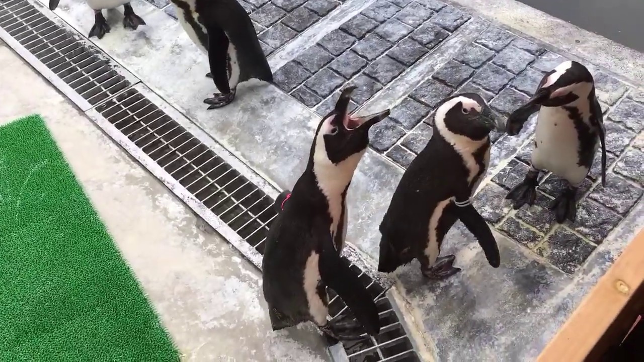 [掛川花鳥園公式]　可愛いペンギンの意外な鳴き声