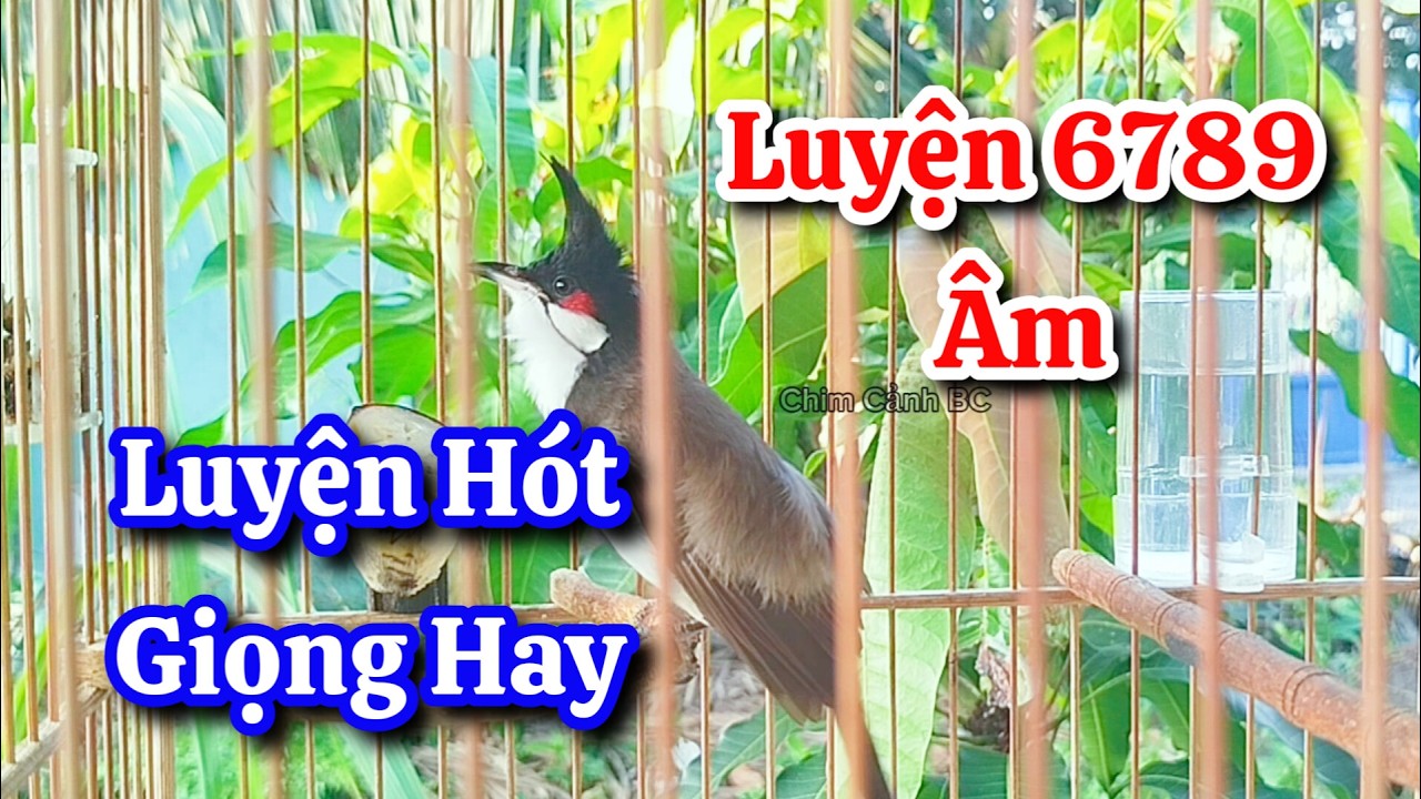 ch&agrave;o m&agrave;o h&oacute;t s&aacute;ng k&iacute;ch bổi - luyện giọng hay &eacute;p bổi sổ bọng v&agrave; căng lửa - ch&agrave;o m&agrave;o h&oacute;t đấu