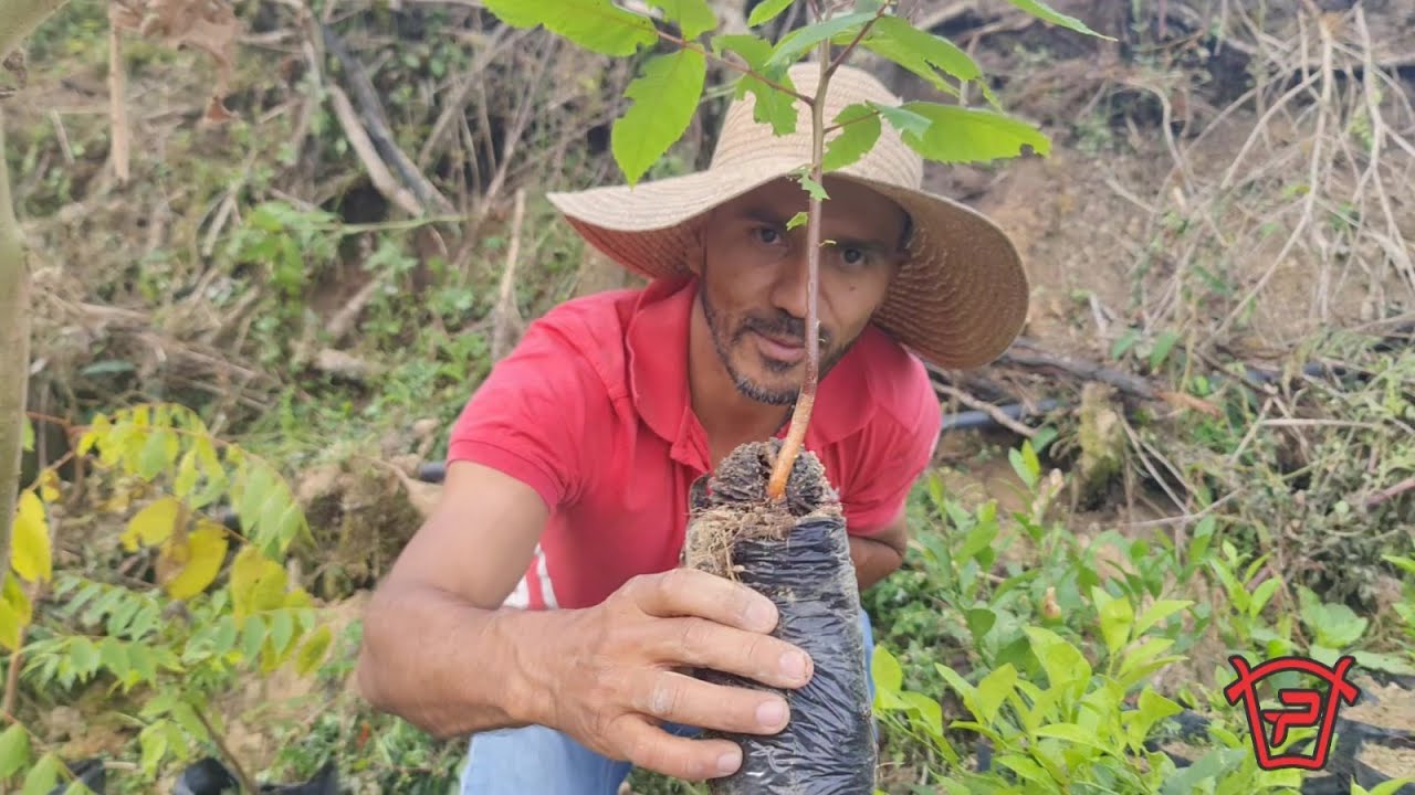 CÒMO CULTIVAR, GERMINAR Y TRASNPLANTAR CEDRO NEGRO O NOGAL