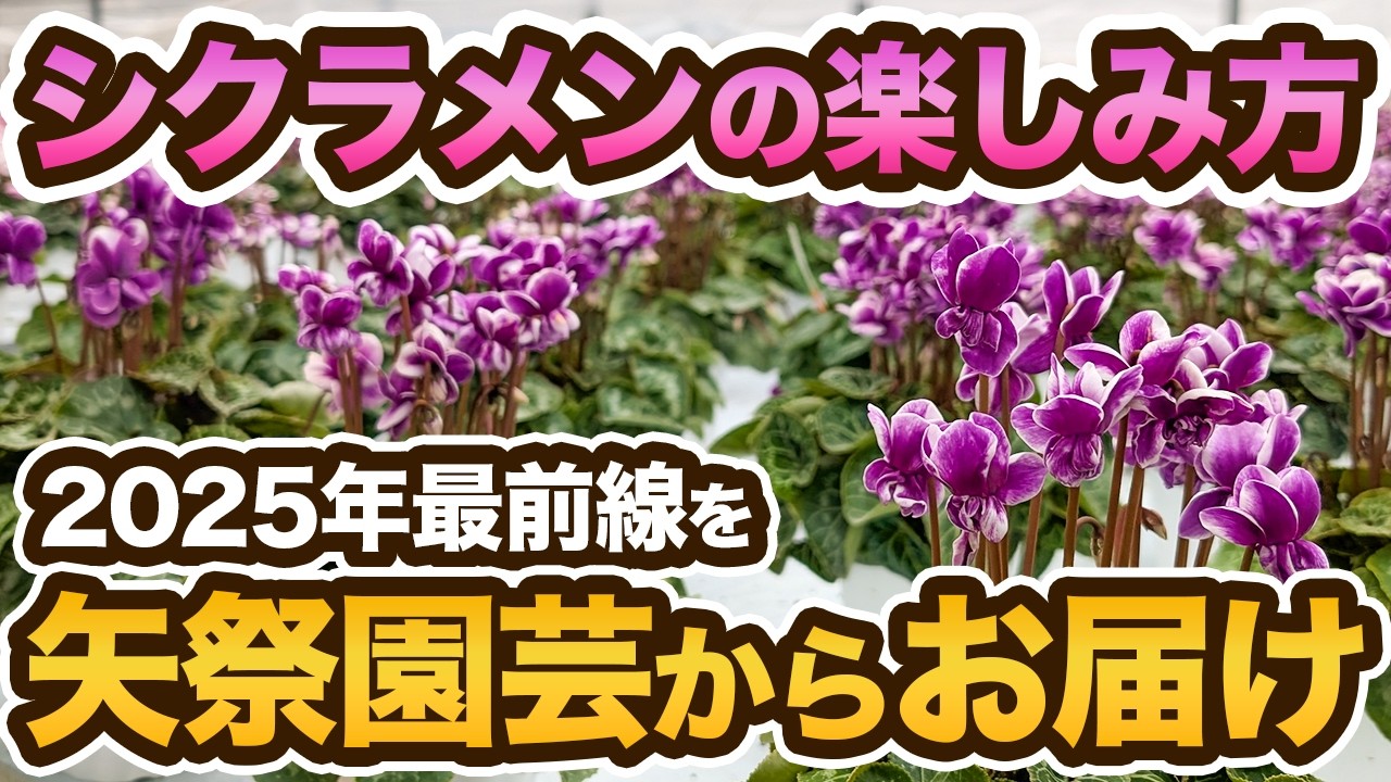 【矢祭園芸】50年の歴史！シクラメン育種の最新情報をレポートします!【品種紹介】