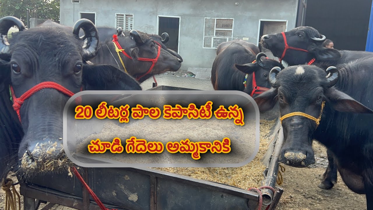 20 లీటర్ల పాల కెపాసిటీ ఉన్న చూడి గేదెలు అమ్మకానికి 20 liters capacity murrah for sale 