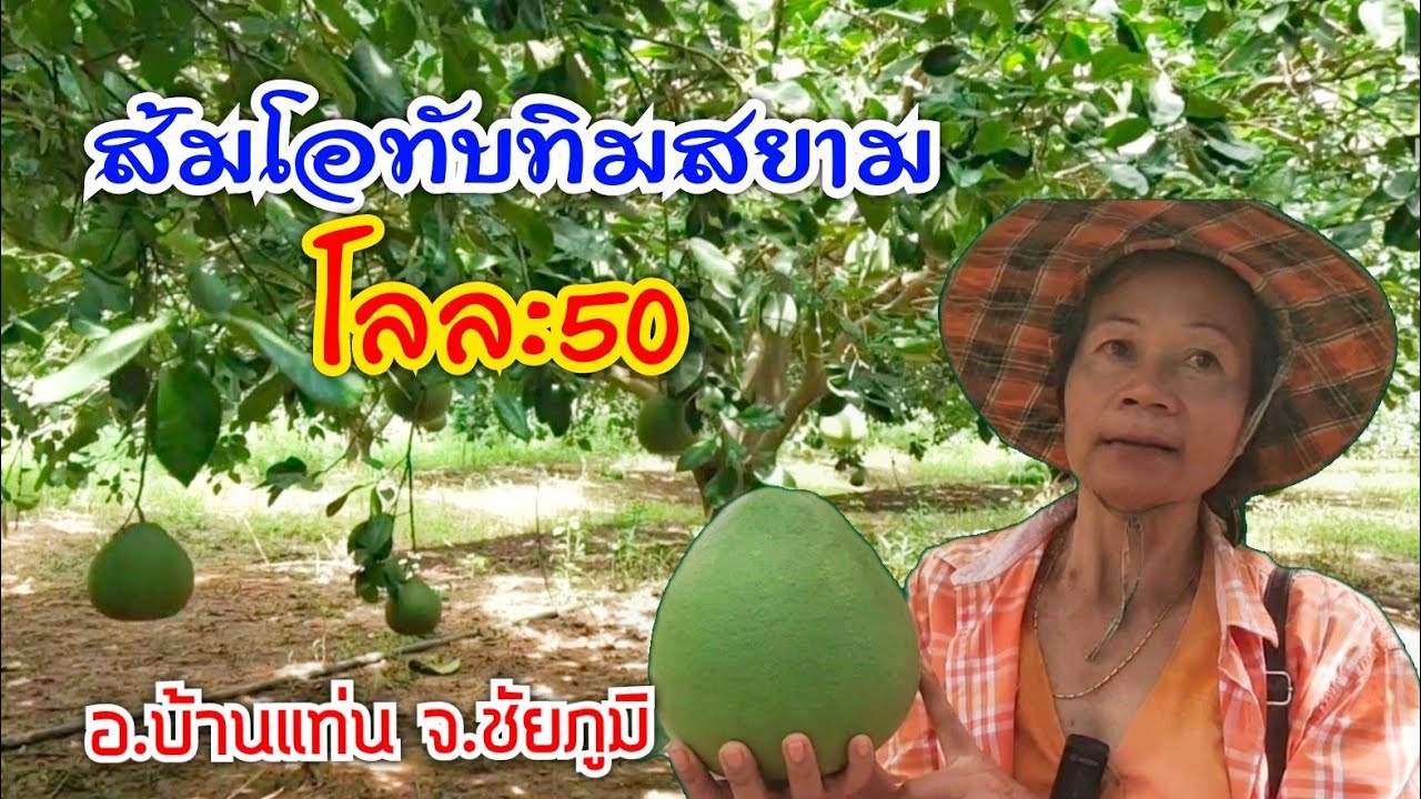 ส้มโอทับทิมสยาม สวนทรัพย์ทวีคูณ บ้านหนองผักหลอด อ.บ้านแท่น