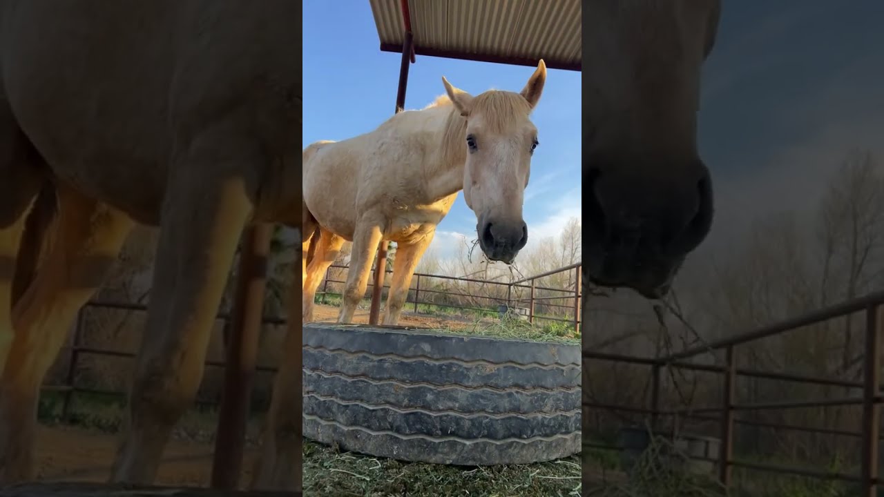 Mustang horse eating 🐴 #mustanghorse #horse #wildhorses #equestrianjourney 