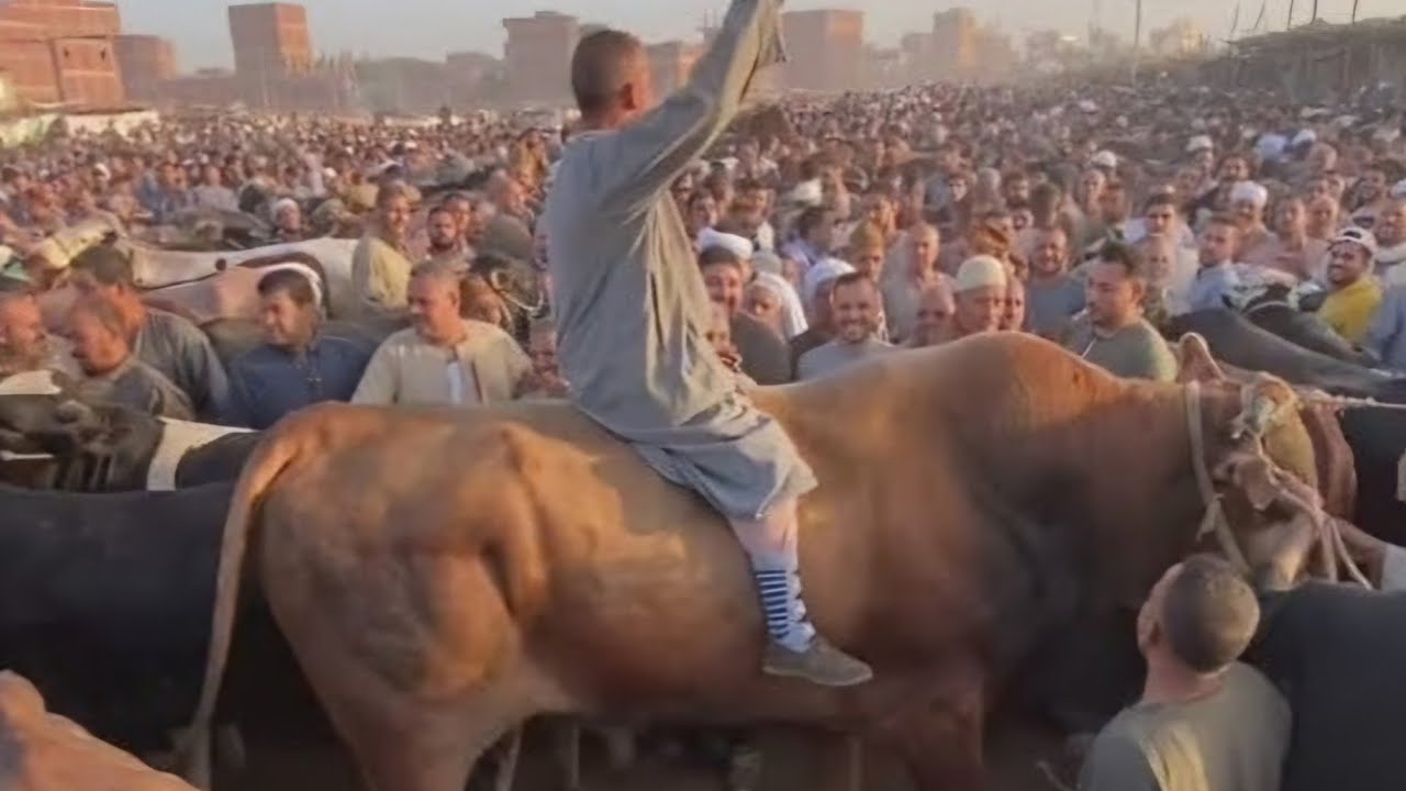  ١٣٠ الف العجل  مدعكه في سوق طنطا مبروك لكل اللي عنده لحم