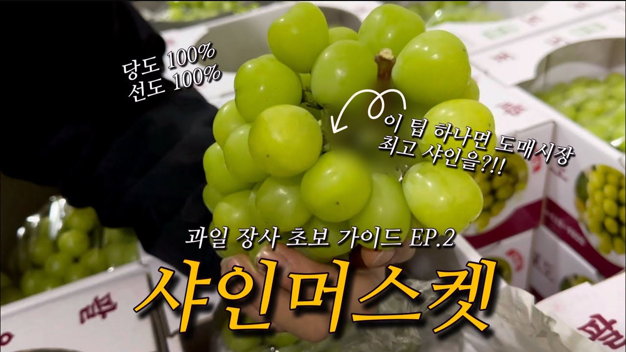 이 팁 하나로 도매시장에서 최고의 샤인머스켓만 골라올 수 있어요! 샤인머스켓 고르는 방법 🙅🏻비법!🙆🏻‍♂️