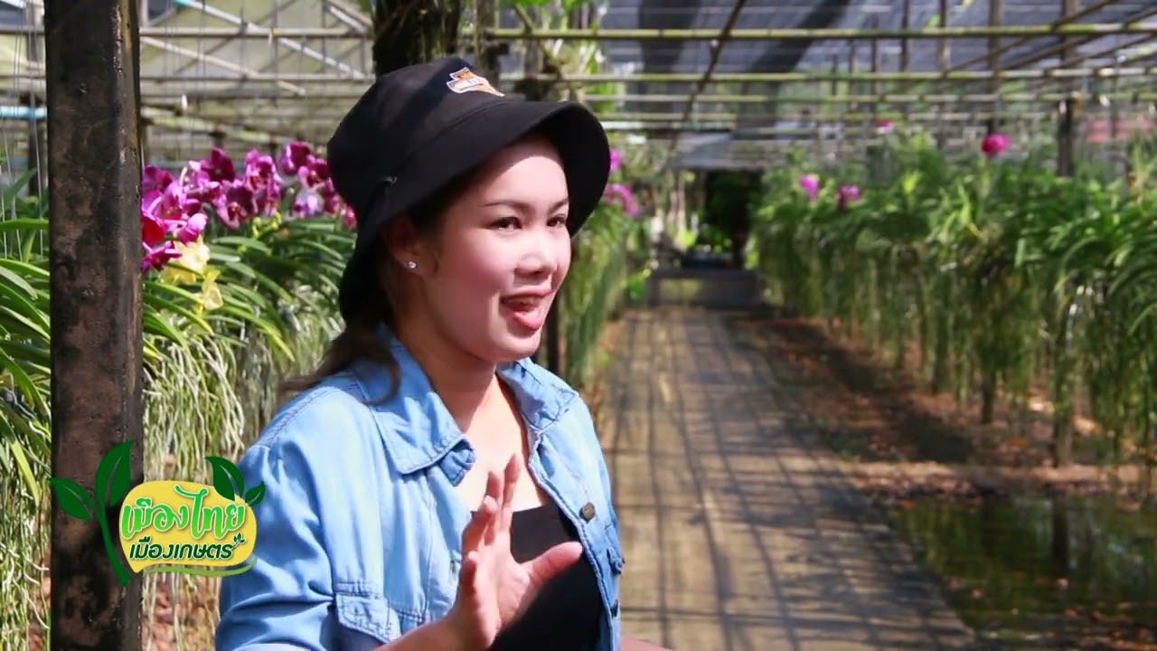 รายการเมืองไทยเมืองเกษตร ตอน สวนกล้วยไม้แวนด้า อธิกาลออร์คิด