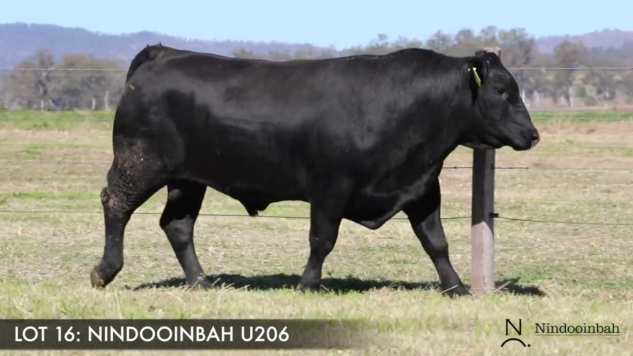 LOT 16 - NINDOOINBAH ONLINE SALE 2025