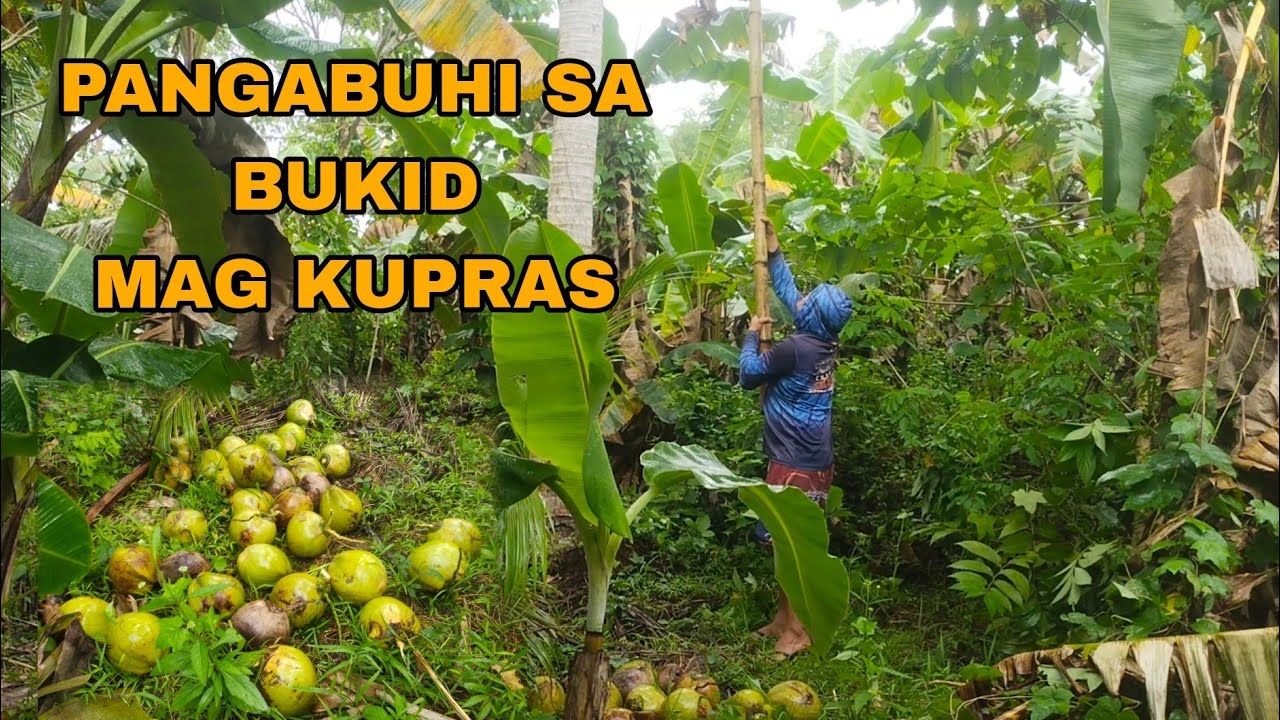 PANGABUHI SA BUKID MAG KUPRAS Buhay Probinsya