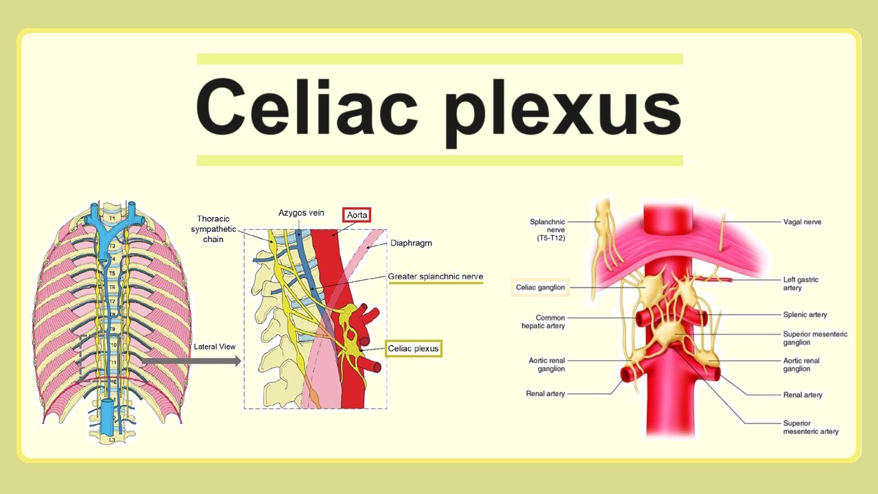 celiac plexus