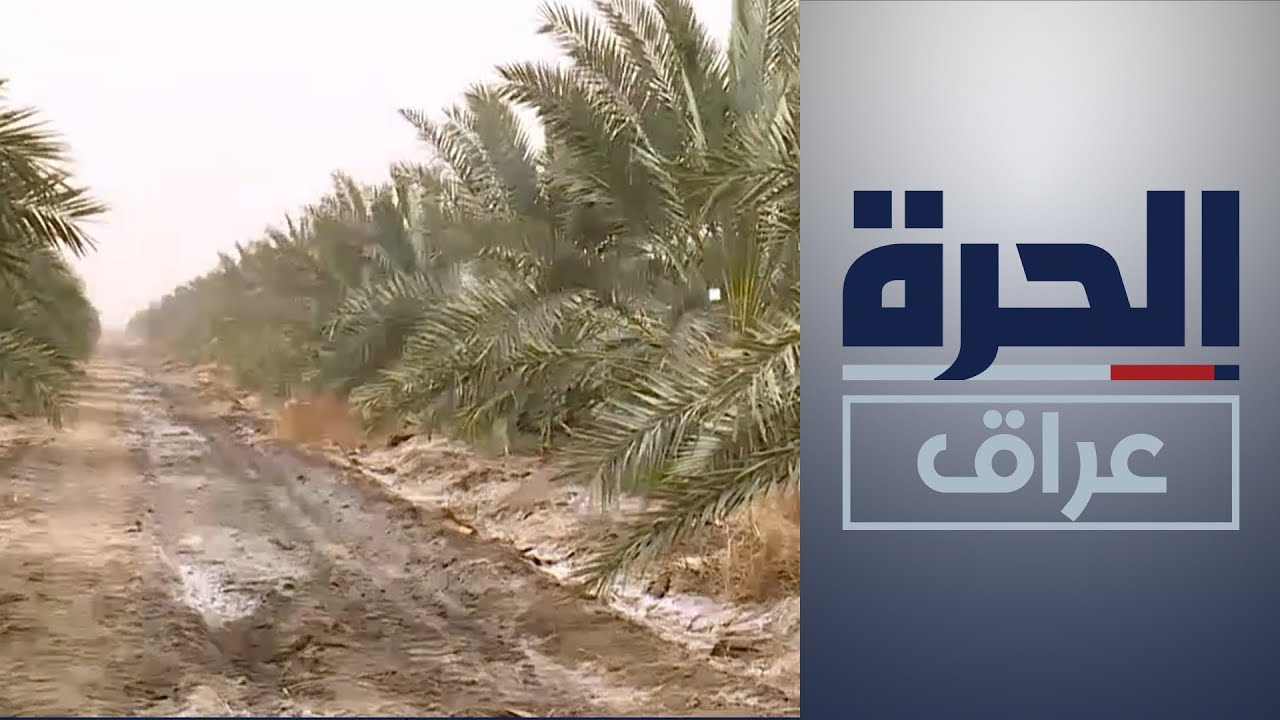 الديوانية.. إنشاء مزارع نخيل نموذجية
