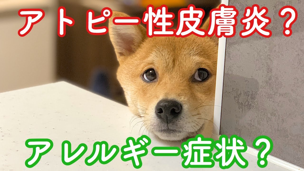 【アレルギー症状】【アトピー性皮膚炎】カイカイの原因は？