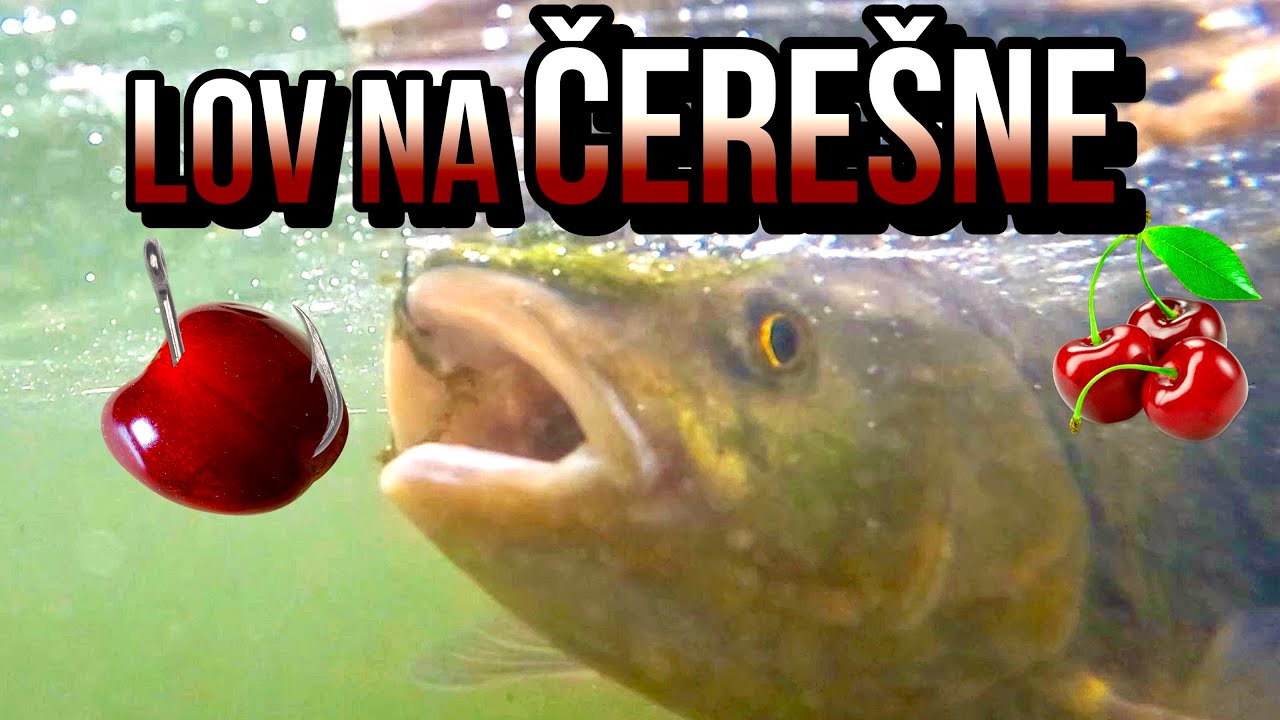 Lov Jalcov Tloušťů na Čerešne 🍒🐋 na Plavák - na Rieke Váh 🌊 Lov rýb - Rybárske Videá s Demexom
