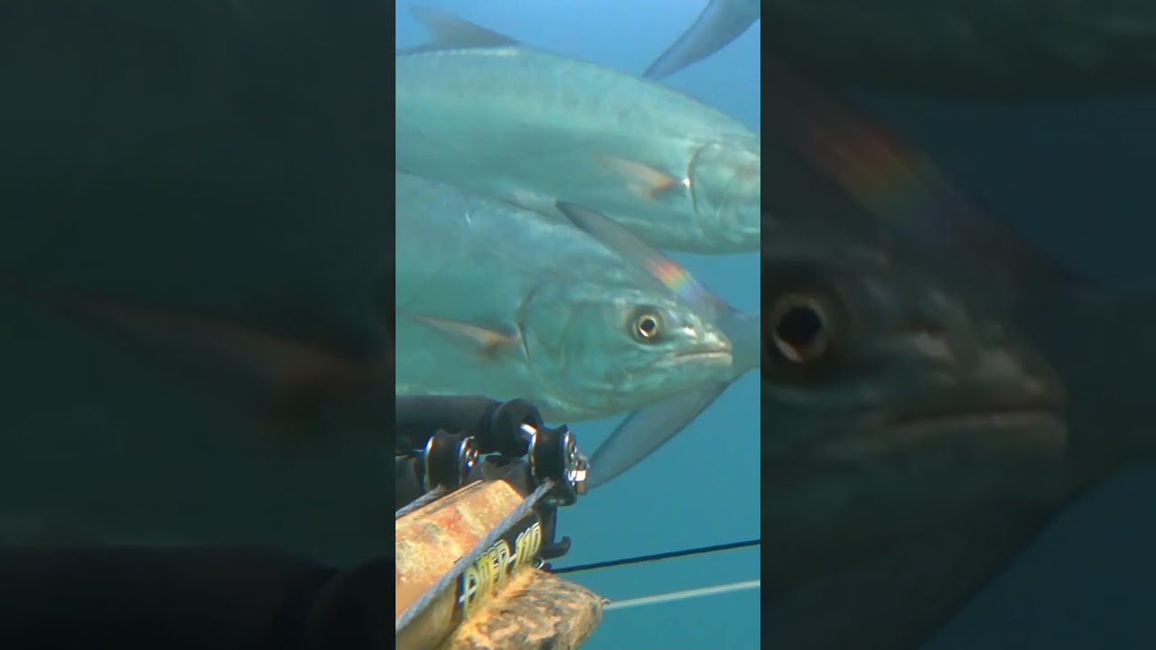 #leccia Amia branco #pescasub