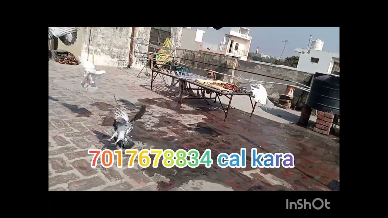 Location Meerut Tatal kabutar 13 H udtay ladtay dodtay hua rat 400 cll7027678834