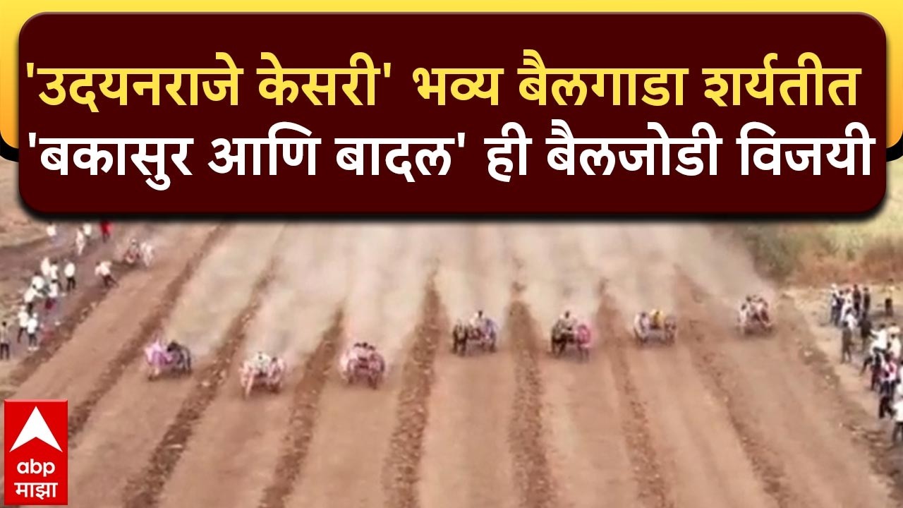 Satara Bailgada Sharyat : 'उदयनराजे केसरी' भव्य बैलगाडा शर्यतीत 'बकासुर आणि बादल' ही बैलजोडी विजयी