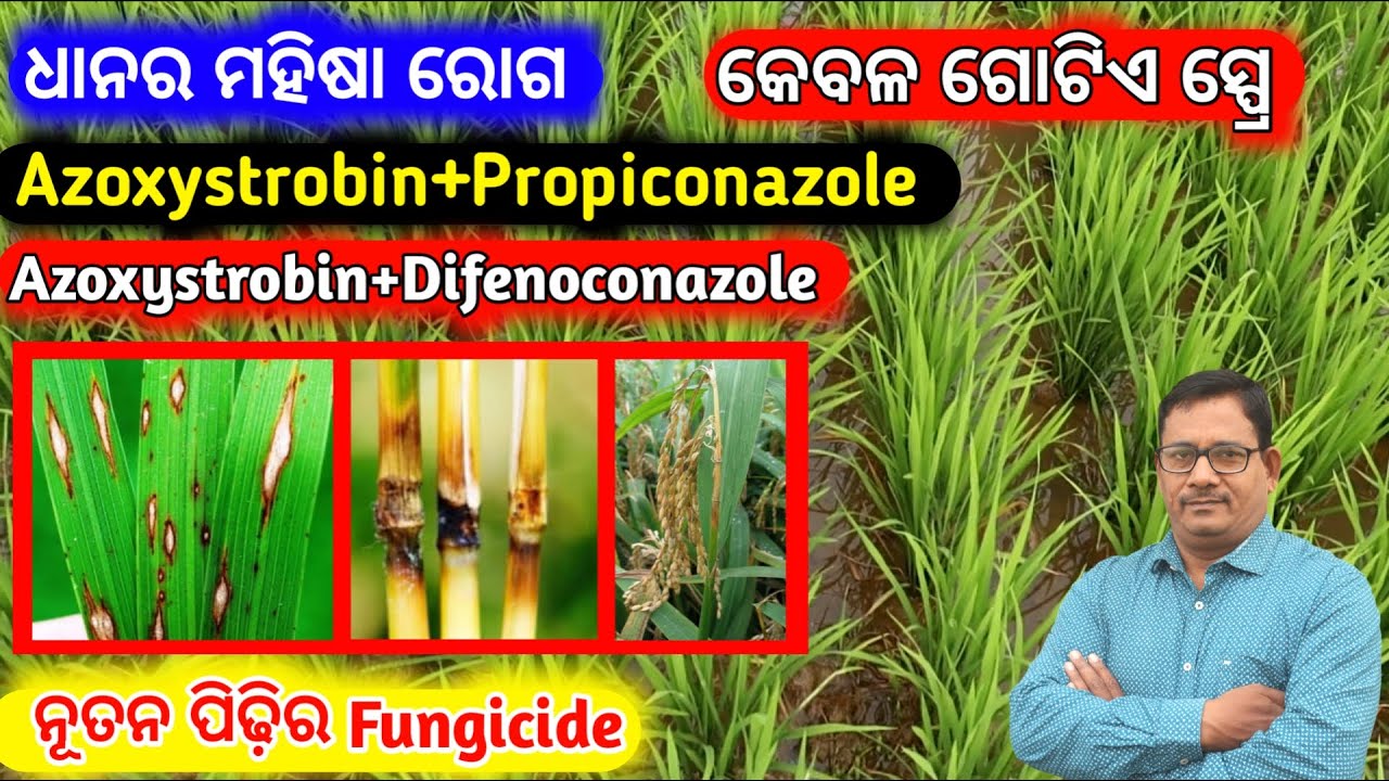 Paddy Blast disease ନୂତନ ପିଢ଼ି ର Fungicide ଗୋଟିଏ ସ୍ପ୍ରେ ଯଥେଷ୍ଟ