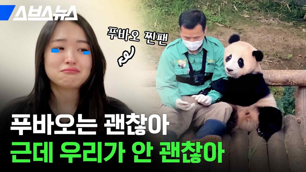 6시간 기다려 5분 본다는 눈물의 푸바오 오픈런 상황 / 스브스뉴스